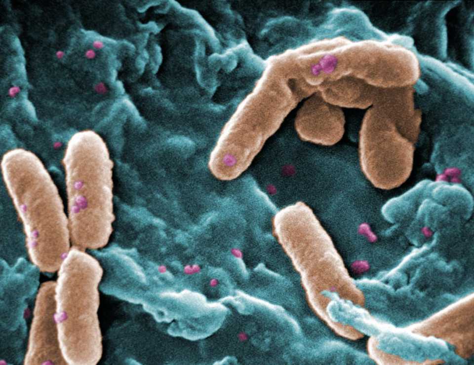 MICRORGANISMI UTILIZZATI PER L’INOCULO